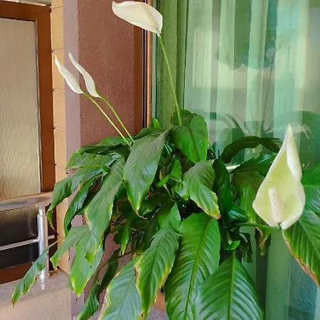 Apartment Central Carafovo *